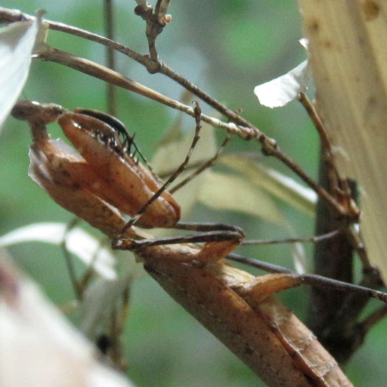 Giant Dead Leaf Mantis
