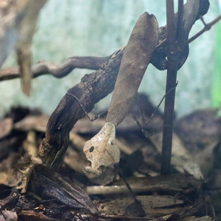 Giant Dead Leaf Mantis
