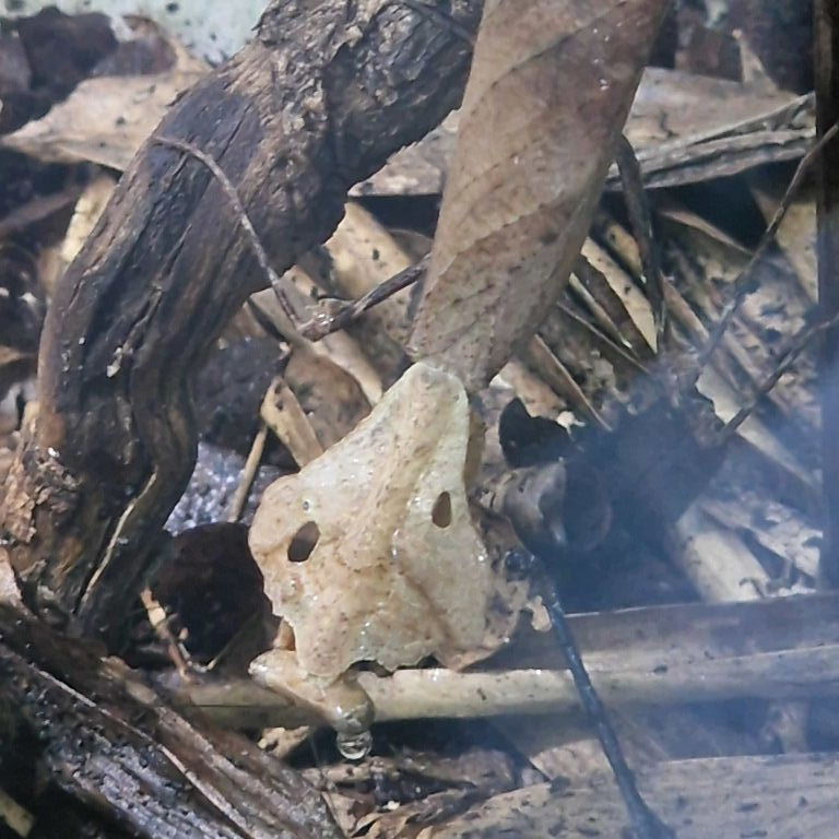 Giant Dead Leaf Mantis crying