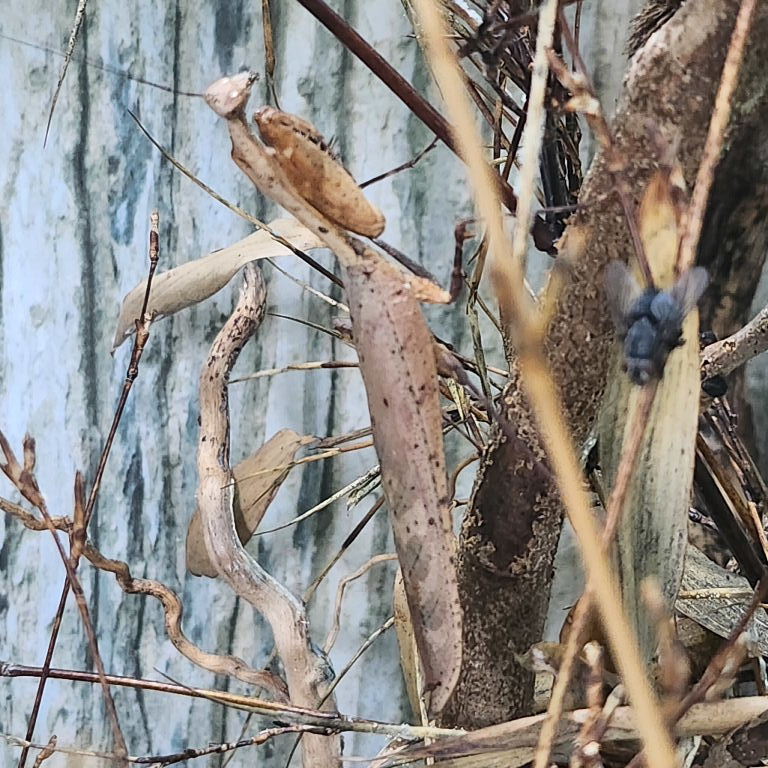 Giant Dead Leaf Mantis