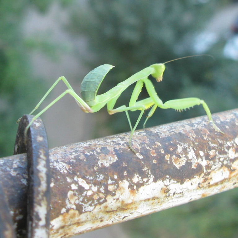 European Praying Mantis