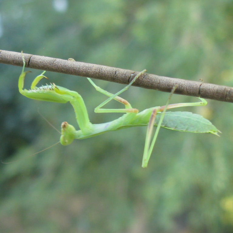 European Praying Mantis