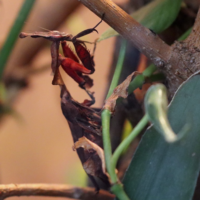 Ghost Mantis