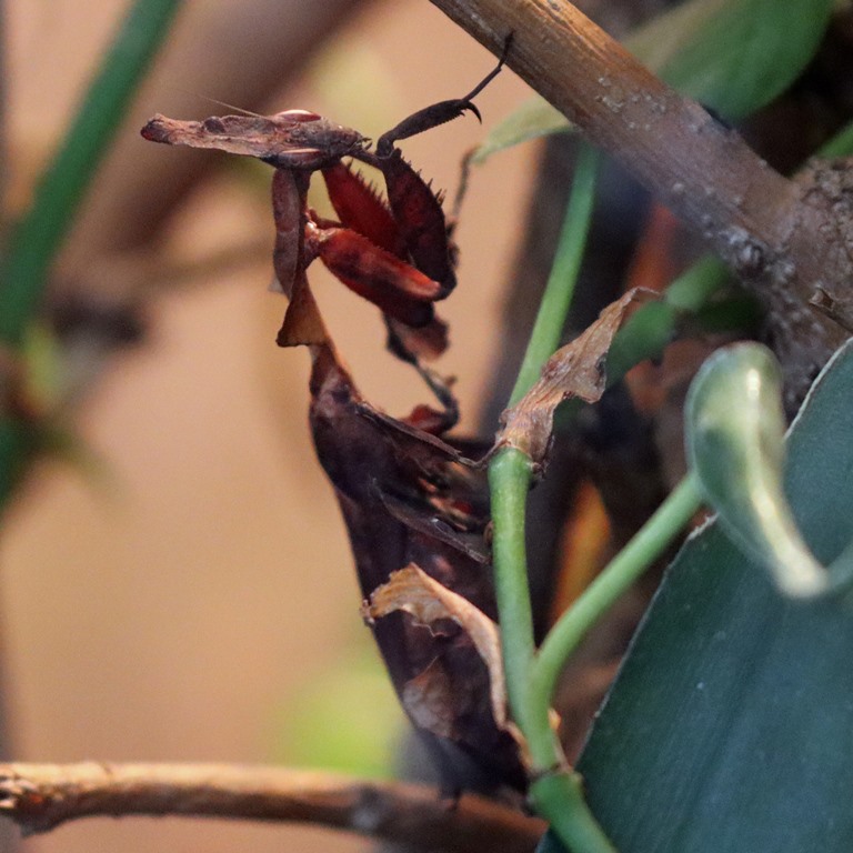Ghost Mantis