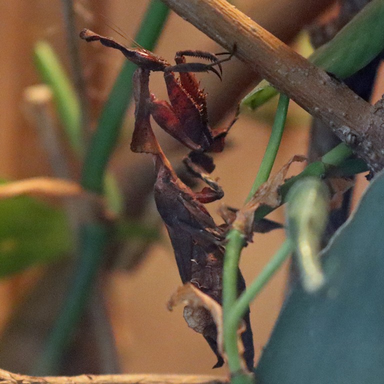 Ghost Mantis