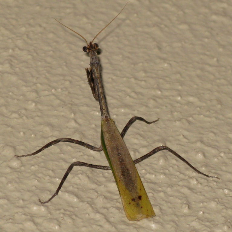 Mexican Unicorn Mantis