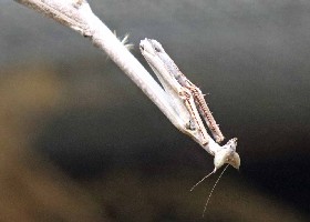 Cat-eyed Mantis