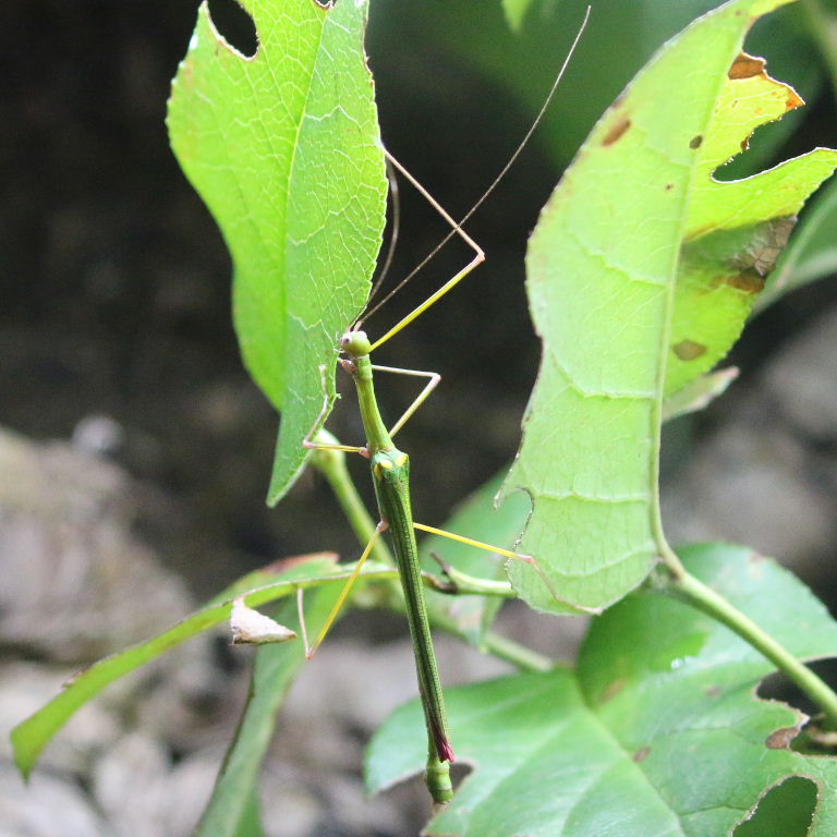 Four-spotted Stick Insect
