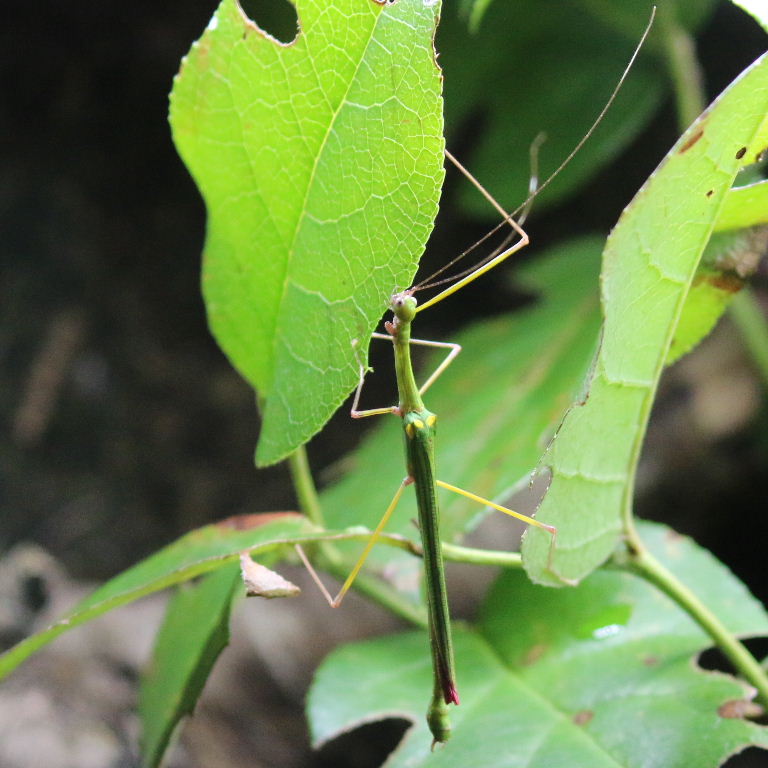 Four-spotted Stick Insect
