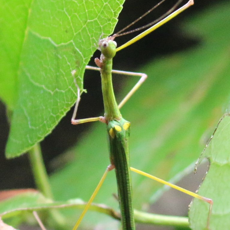 Four-spotted Stick Insect