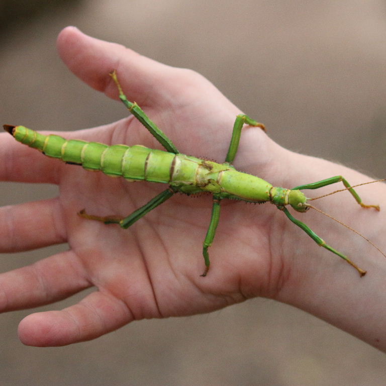 Green Bean Stick Insect