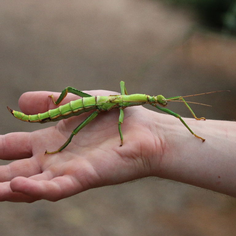 Diapherodes gigantea Stick Insect