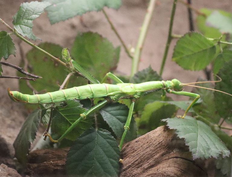 Walking Bean Stick Insect