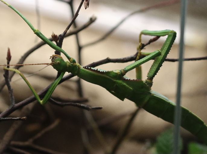 Walking Bean Stick Insect