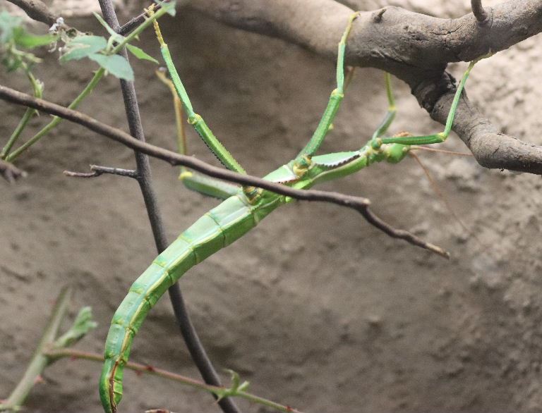 Walking Bean Stick Insect