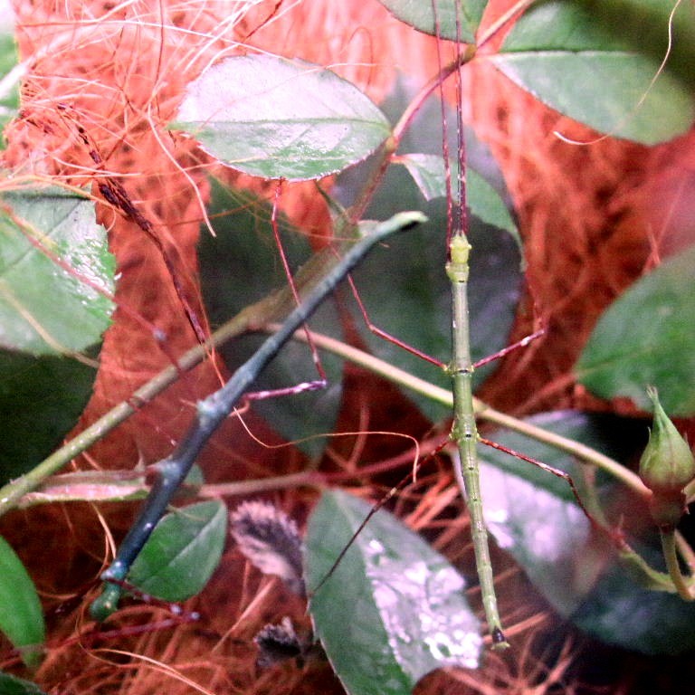 Blue Peleng Stick Insect
