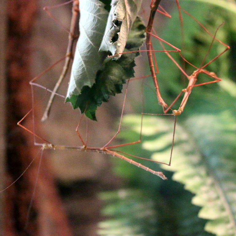 Blue Peleng Stick Insect