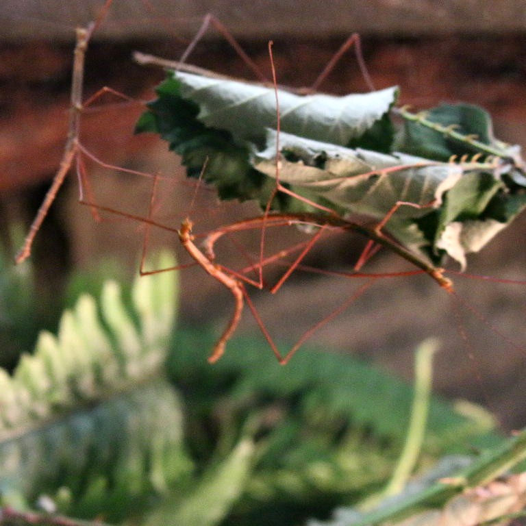 Blue Peleng Stick Insect