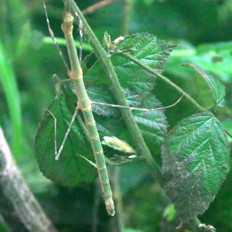 Blue Peleng Stick Insect
