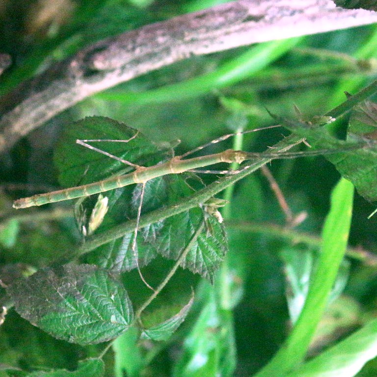 Blue Peleng Stick Insect