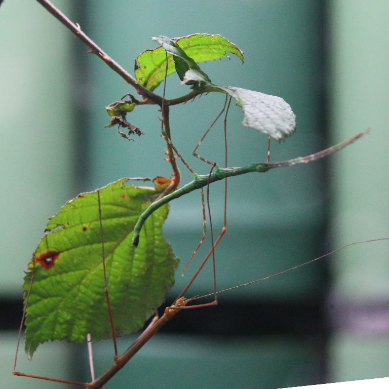 Blue Peleng Stick Insect