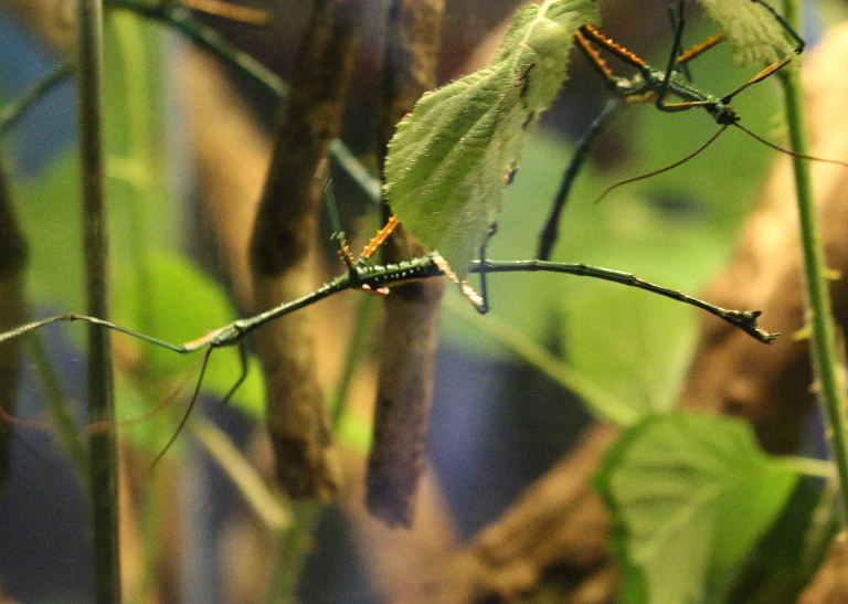 Malagasy Blue Stick Insect female fallax