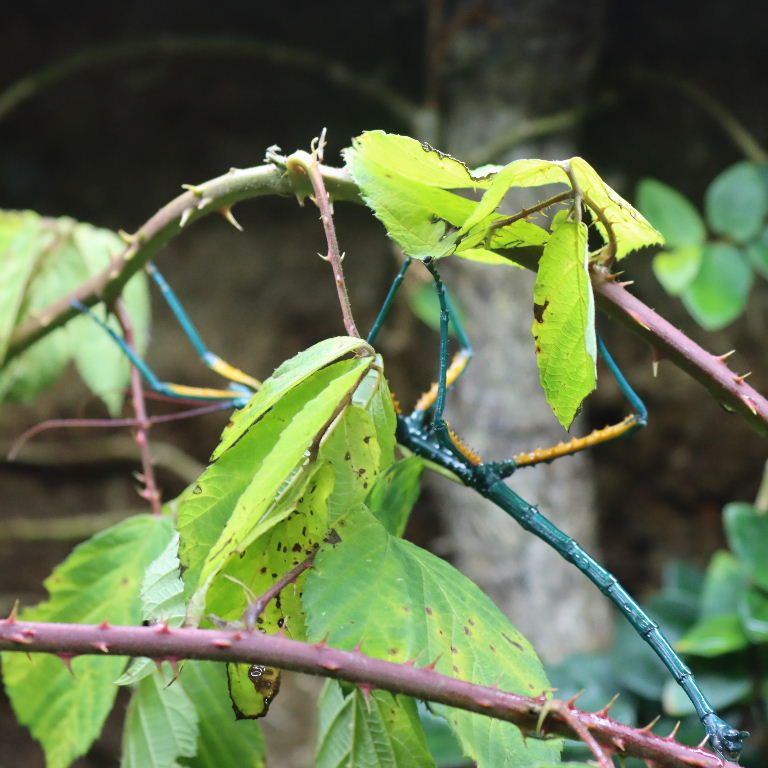 Malagasy Blue Stick Insect manga