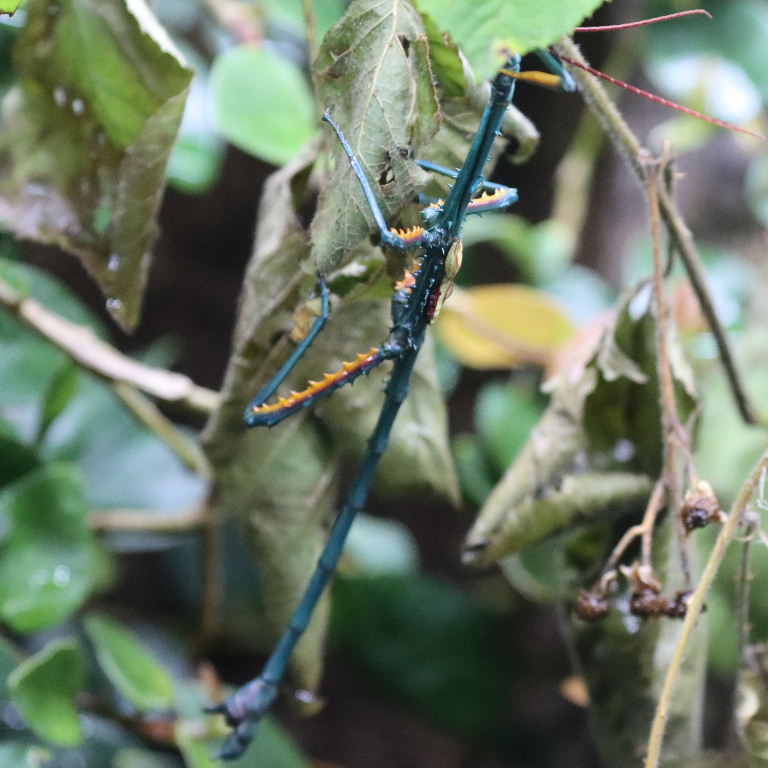 Malagasy Blue Stick Insect manga