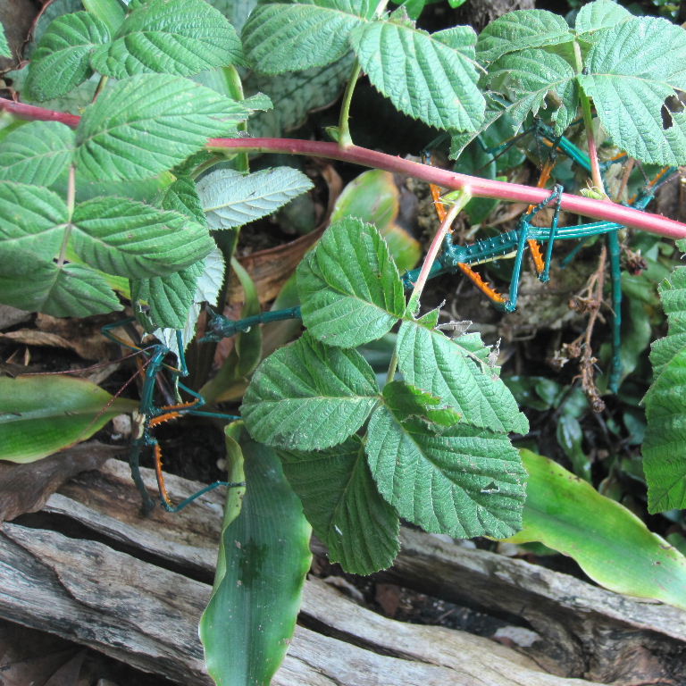 Malagasy Blue Stick Insect manga