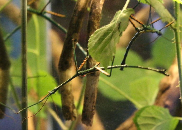 Malagasy Blue Stick Insect female fallax