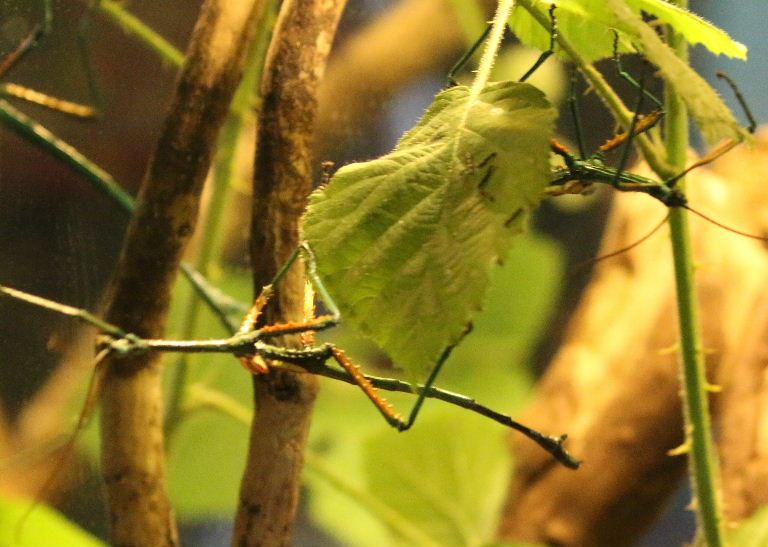 Malagasy Blue Stick Insect female fallax