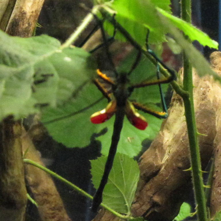 Malagasy Blue Stick Insect fallax