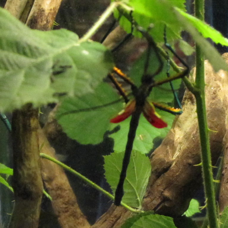 Malagasy Blue Stick Insect fallax