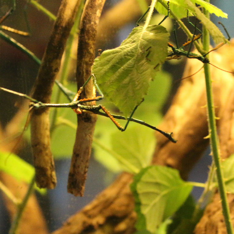 Malagasy Blue Stick Insect fallax