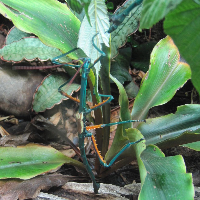 Malagasy Blue Stick Insect male manga
