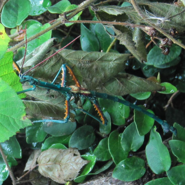 Malagasy Blue Stick Insect male manga