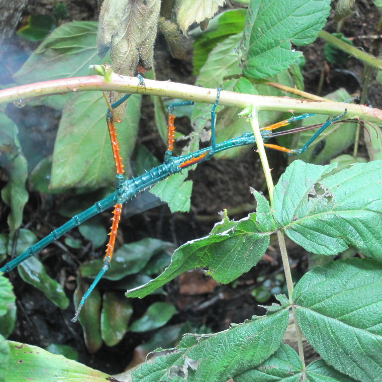 Malagasy Blue Stick Insect male manga