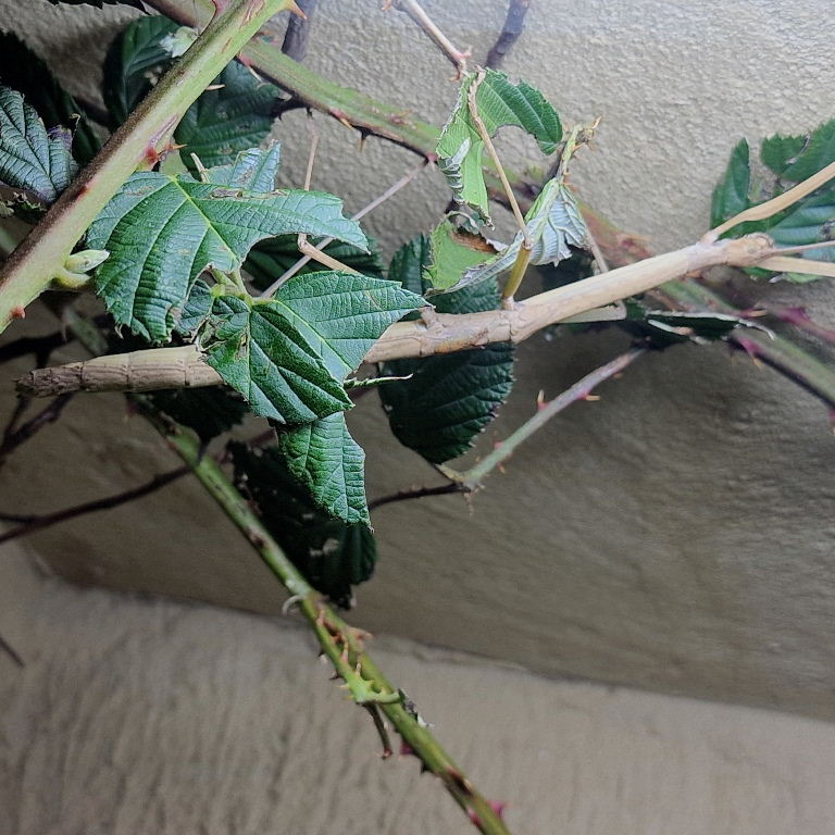 Khao Stick Insect