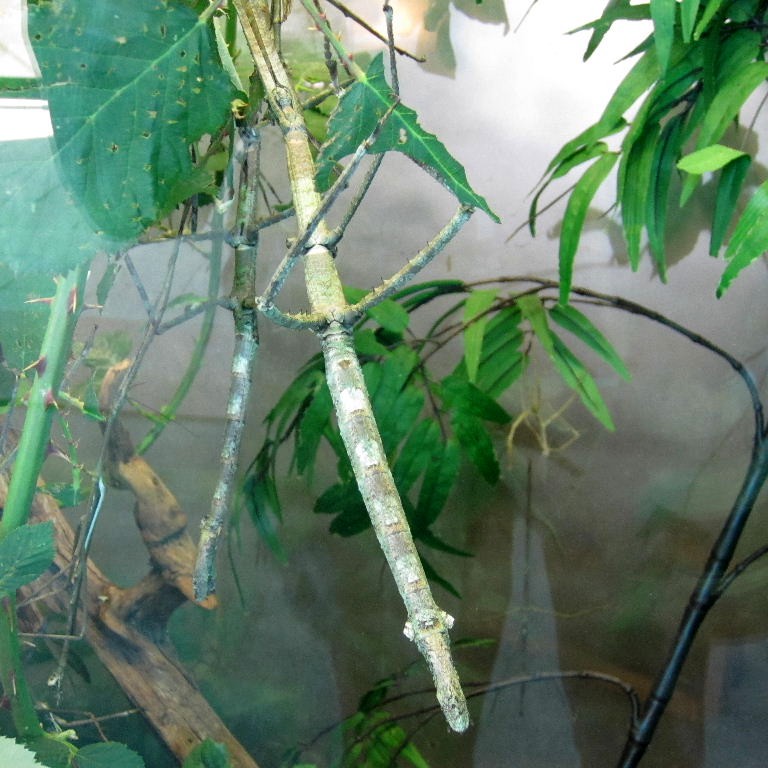 Giant Stick Insect
