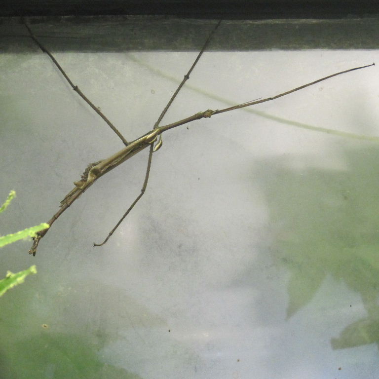Giant Stick Insect