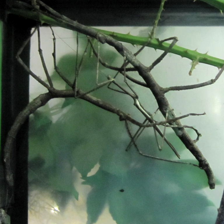 Giant Stick Insect