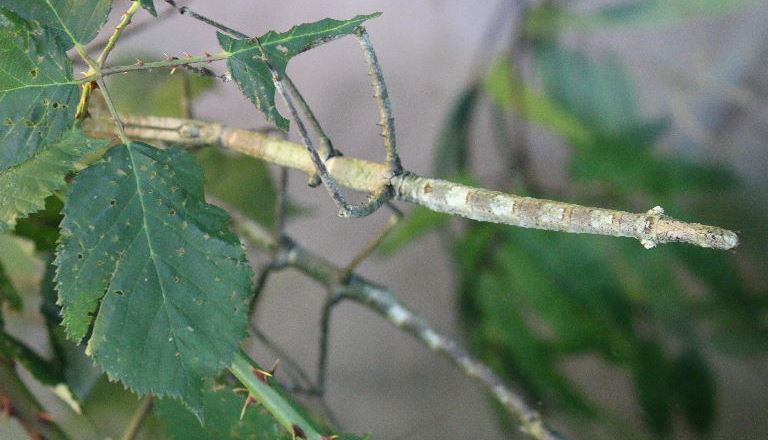 Giant Stick Insect