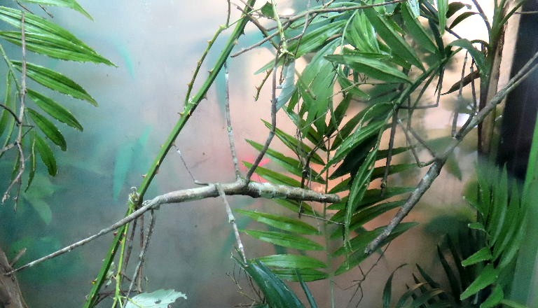 Giant Stick Insect