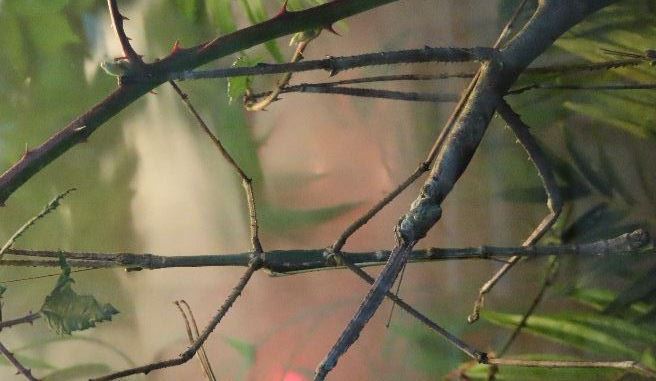 Giant Stick Insect