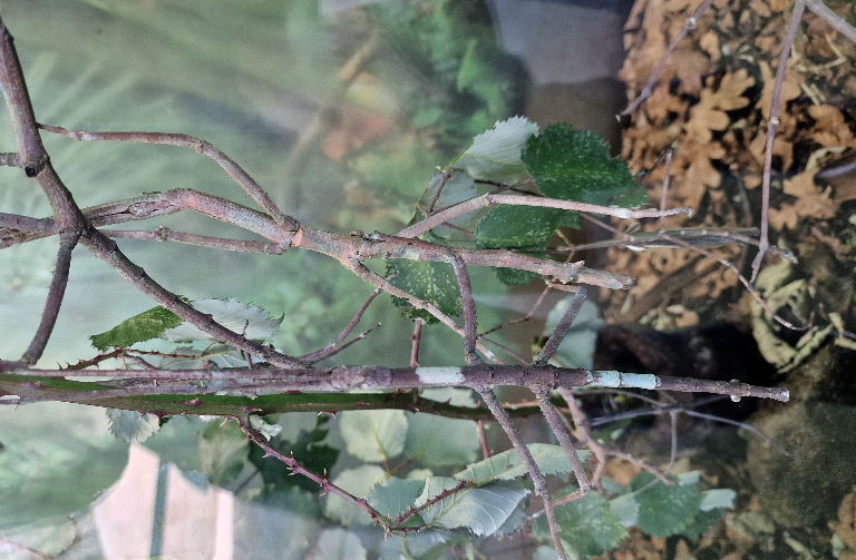 Giant Stick Insect