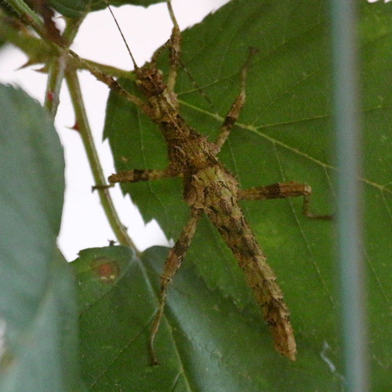 Giant Thorny Stick Insect