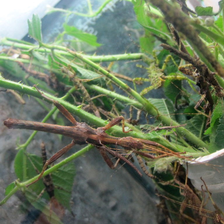Giant Thorny Stick Insect