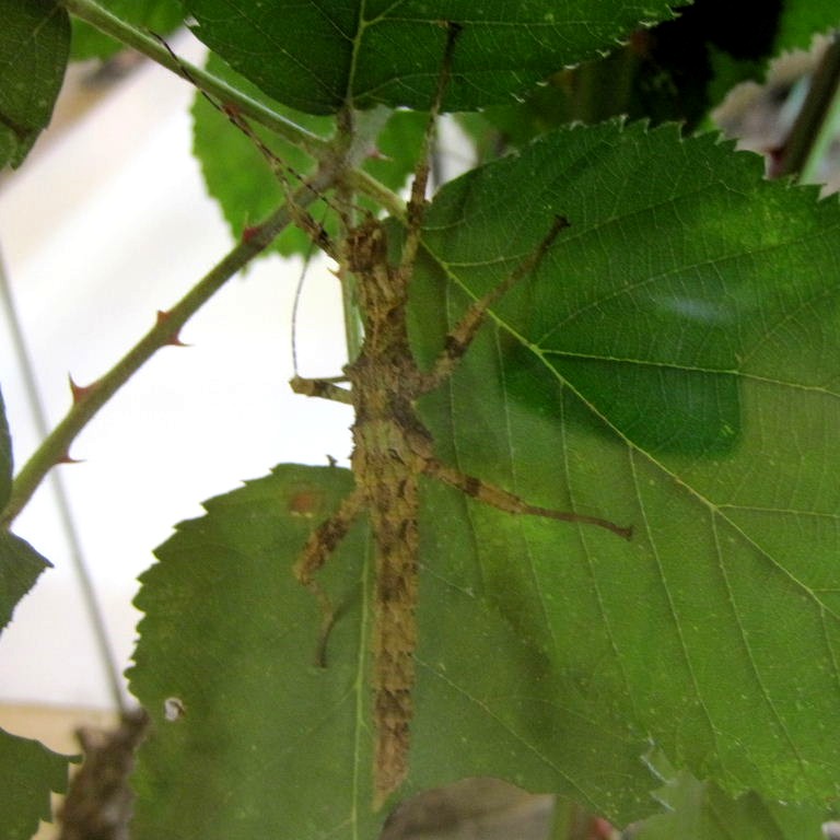 Giant Thorny Stick Insect