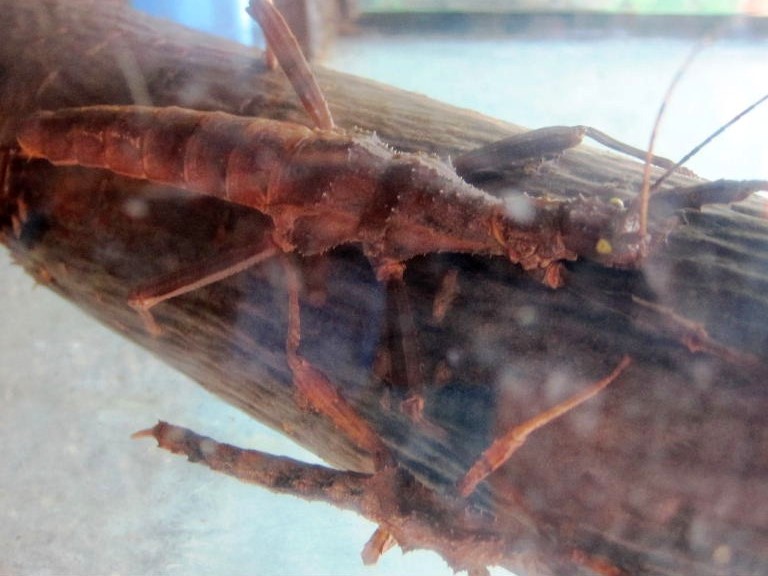 Giant Thorny Stick Insect