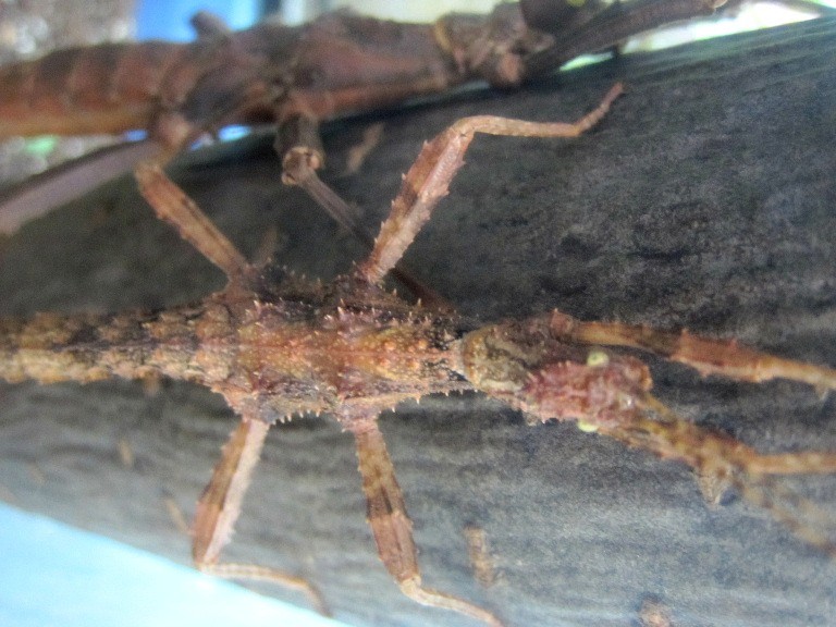Giant Thorny Stick Insect